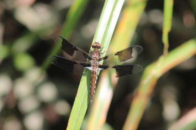 Close-up of damselfly on leaf