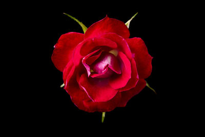 Close-up of red rose against black background