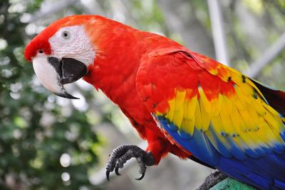 Close-up of parrot perching on tree