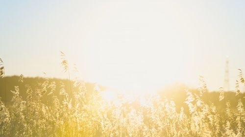 Sun shining through trees on field