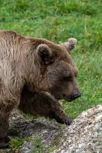 Close-up of a bear