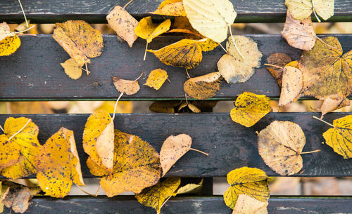 High angle view of yellow maple leaves on footpath