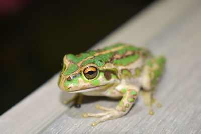 Close-up of frog on wood