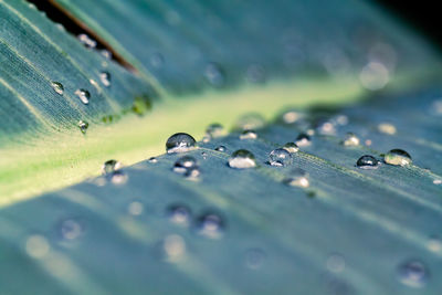 Close-up of raindrops on leaves