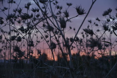 Close-up of silhouette trees against sky during sunset