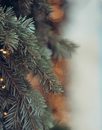 Close-up of pine tree