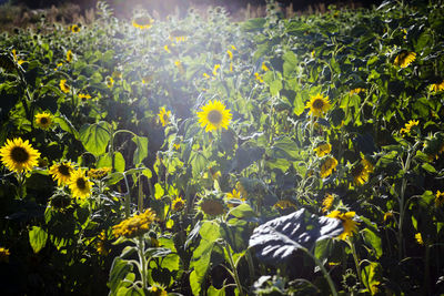 Close-up of yellow flowering plants on field