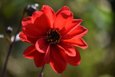 Close-up of red flower