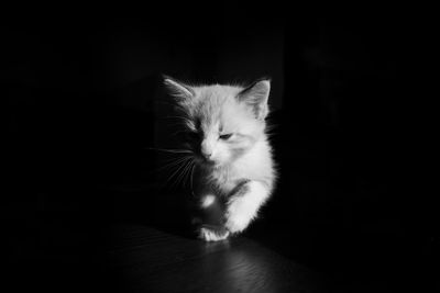 Portrait of cat on floor against black background