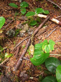 Plants growing on field