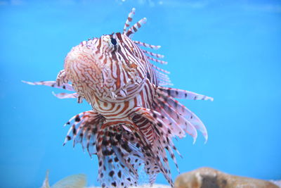 Close-up of fish swimming in sea