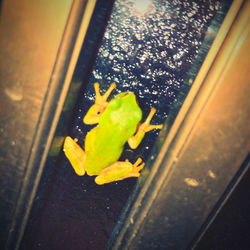 High angle view of leaves in glass window