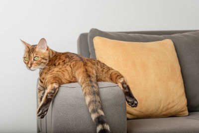 A bored bengal cat lies and rests on the sofa. back view.