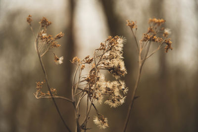 Close-up of wilted plant on field