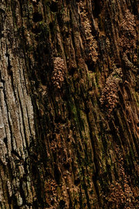 Full frame shot of tree