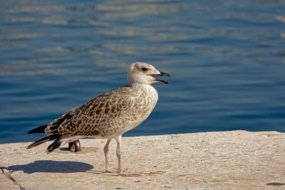 Close-up of seagull perching on a beach