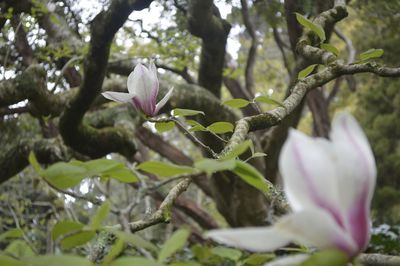 Close-up of pink flowers