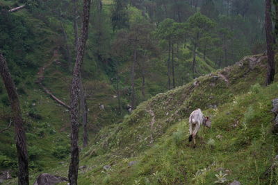 Horses in a forest