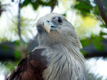 Close-up of a bird