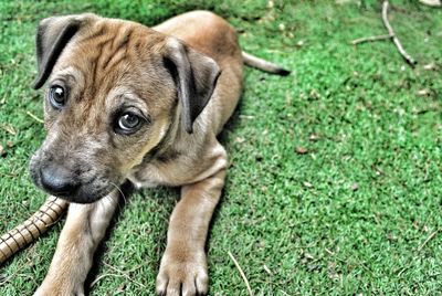 Portrait of dog relaxing on field