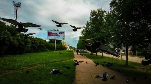 Birds in park against sky