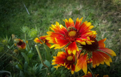 Close-up of yellow flowers blooming outdoors