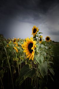 Close-up of yellow sunflower against sky