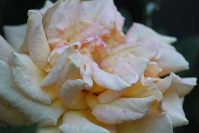 Close-up of rose blooming outdoors