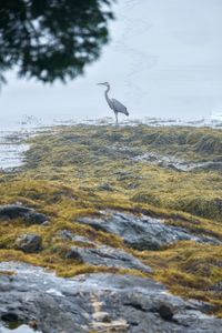 Bird on a rock