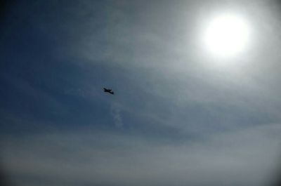 Low angle view of bird flying in sky