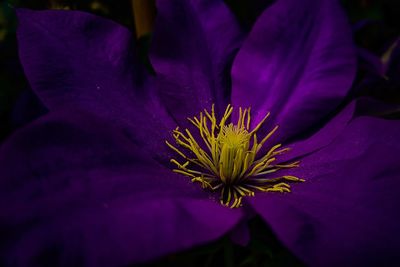 Close-up of purple flower