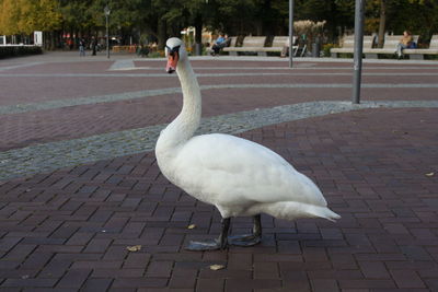 Close-up of swan on footpath