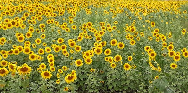 Scenic view of sunflower field