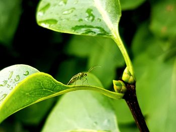 Close-up of insect on plant