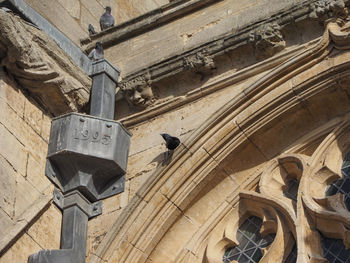 Low angle view of bird perching on old building