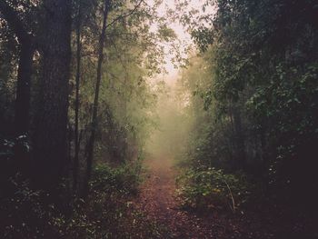 Trees in forest