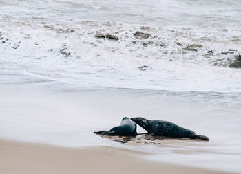 View of a crab on beach