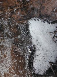 Close-up of turtle in water