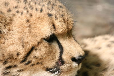 Close-up of cheetah looking away