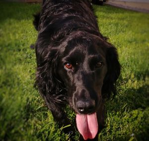 Close-up portrait of black dog on field