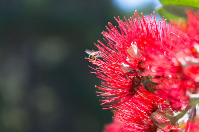 Close-up of red flower