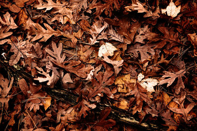 Full frame shot of dry leaves