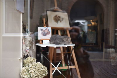 Close-up of cat on table