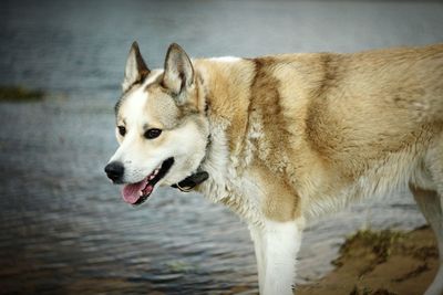 Close-up of dog on water