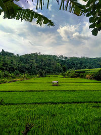 Scenic view of agricultural field against sky