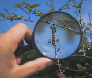 Midsection of person holding plant against tree
