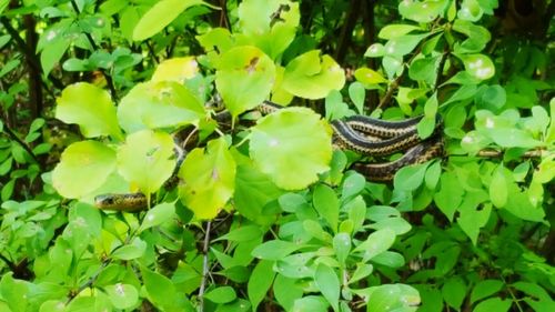 Close-up of snake on plants