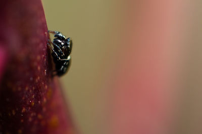 Close-up of insect on finger