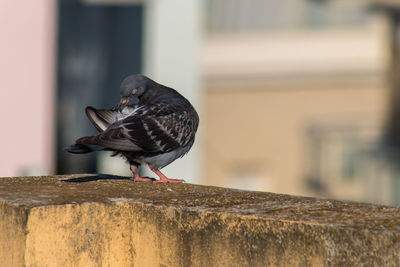 Close-up of bird perching on retaining wall