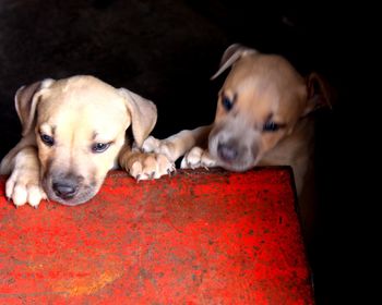 Puppies investigating surroundings 